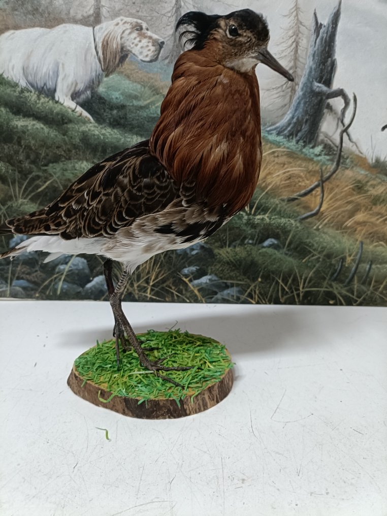 combattente Allestimento tassidermico a corpo intero - Calidrix pugnax - with proof of legal origin - from authorised collection - 23 cm - 9 cm - 25 cm #1.0