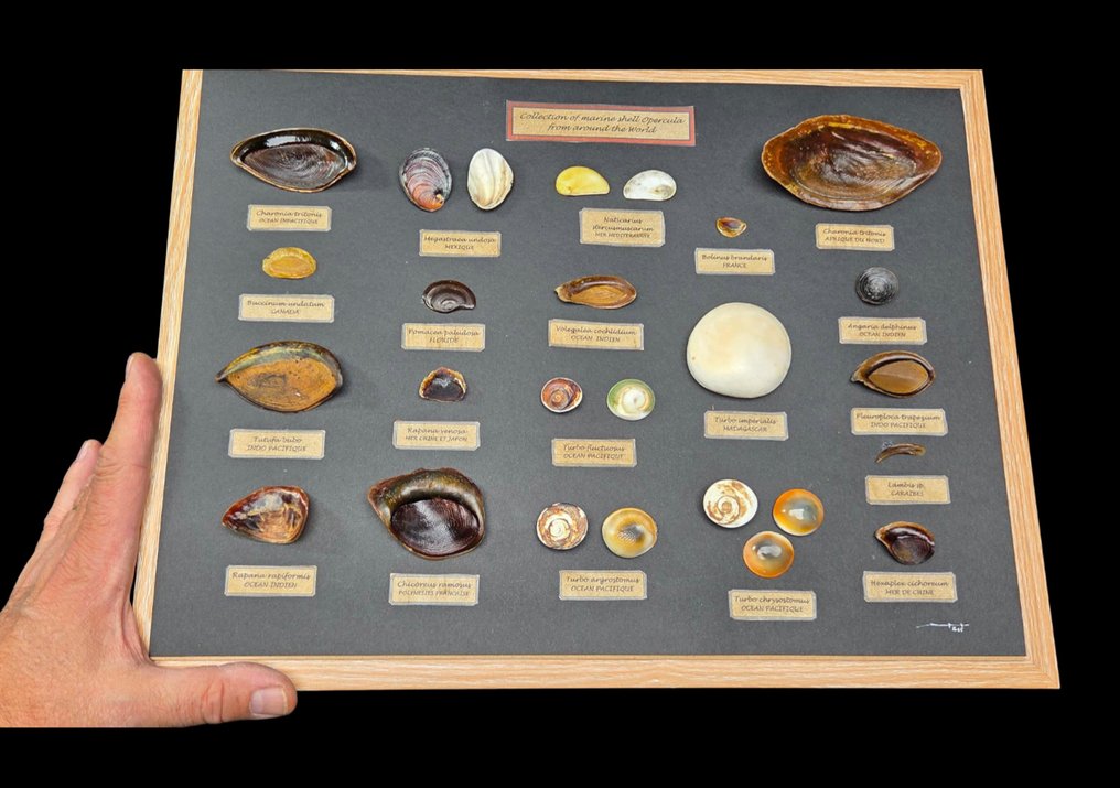 Fabulous and rare collection of sea shell opercula from around the world - Diorama - 1990-2000 #1.0