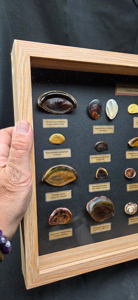 Fabulous and rare collection of sea shell opercula from around the world - Diorama - 1990-2000 #4.3