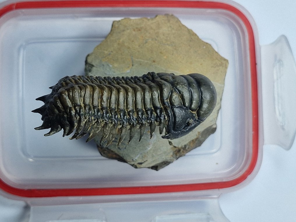 Trilobit - Tierfossil - Crotalocephalina gibbosa - 10 cm #2.1