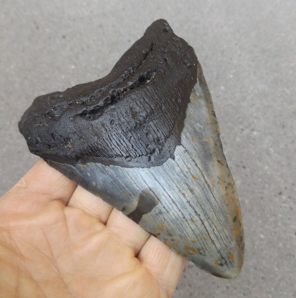 Megalodon - Fossil tand - Otodus (Carcharocles) megalodon - 12.5 cm #1.0