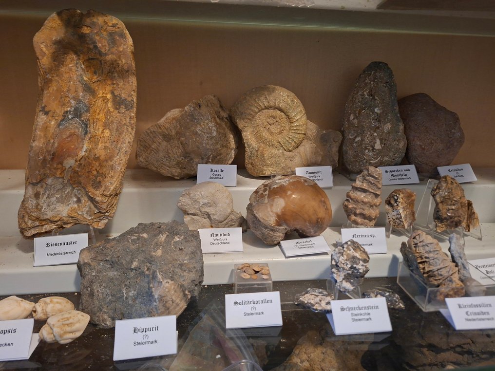 Collezione di fossili antichi con oltre 30 pezzi - Matrice fossile (Senza Prezzo di Riserva) #1.0