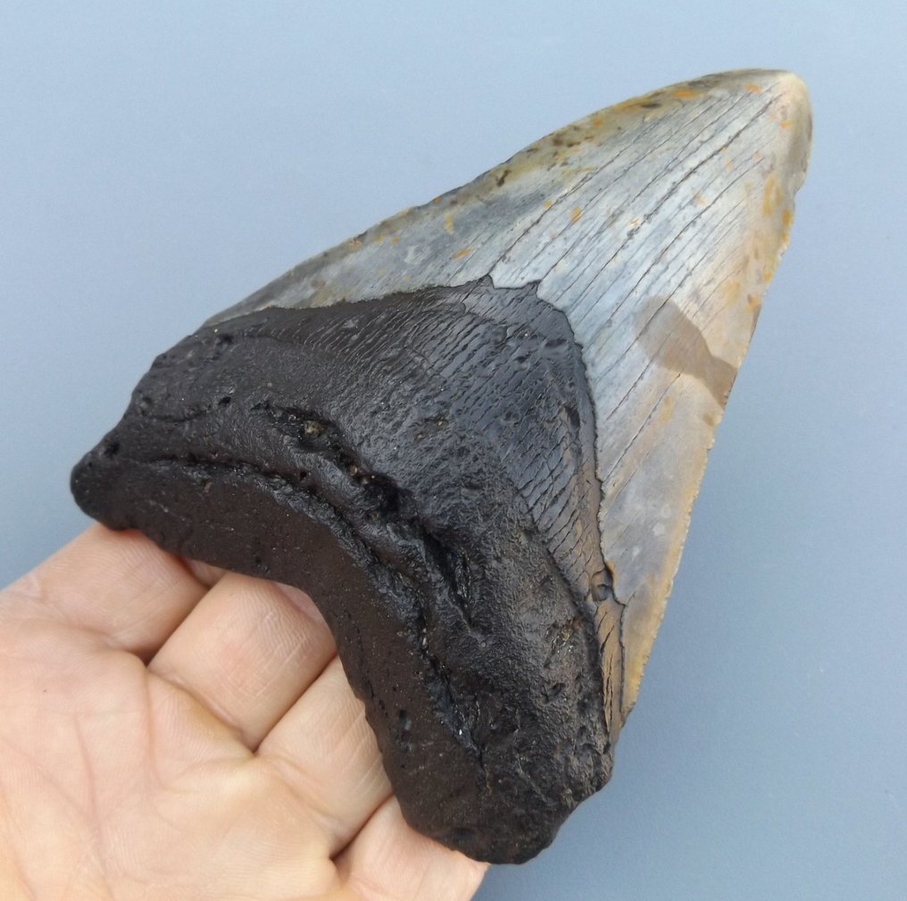 Megalodon - Fossil tand - Otodus (Carcharocles) megalodon - 12.5 cm #2.1