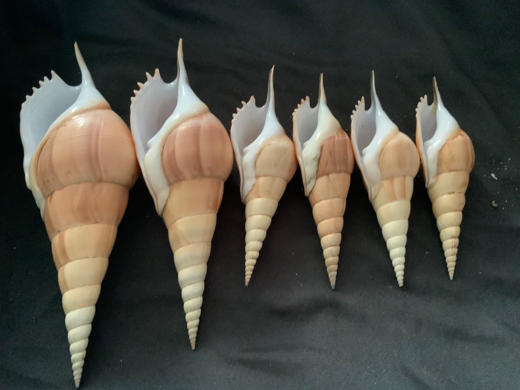 Σετ 6 κοχυλιών Tibia fusus – Οικογενειακή συλλογή, έτη 1975–1980 Κοχύλι - Tibia fusus (Linnaeus, 1758) #3.2