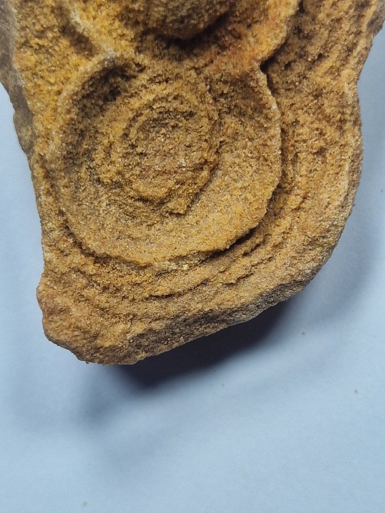 Fossil - Fossilt fragment - stromatolite - 60 mm - 45 mm  (Utan reservationspris) #3.2