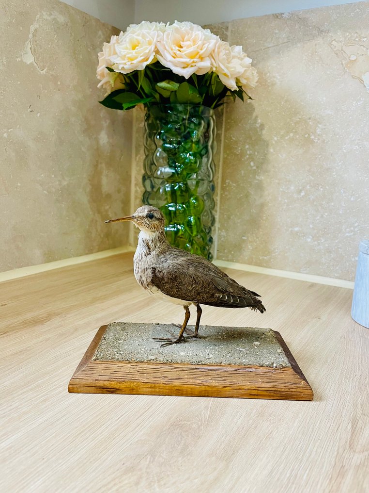 Chevalier guignette Allestimento tassidermico a corpo intero - Actitis hypoleucos - vintage mount - 12 cm - 12 cm - 5 cm - 1 #3.2