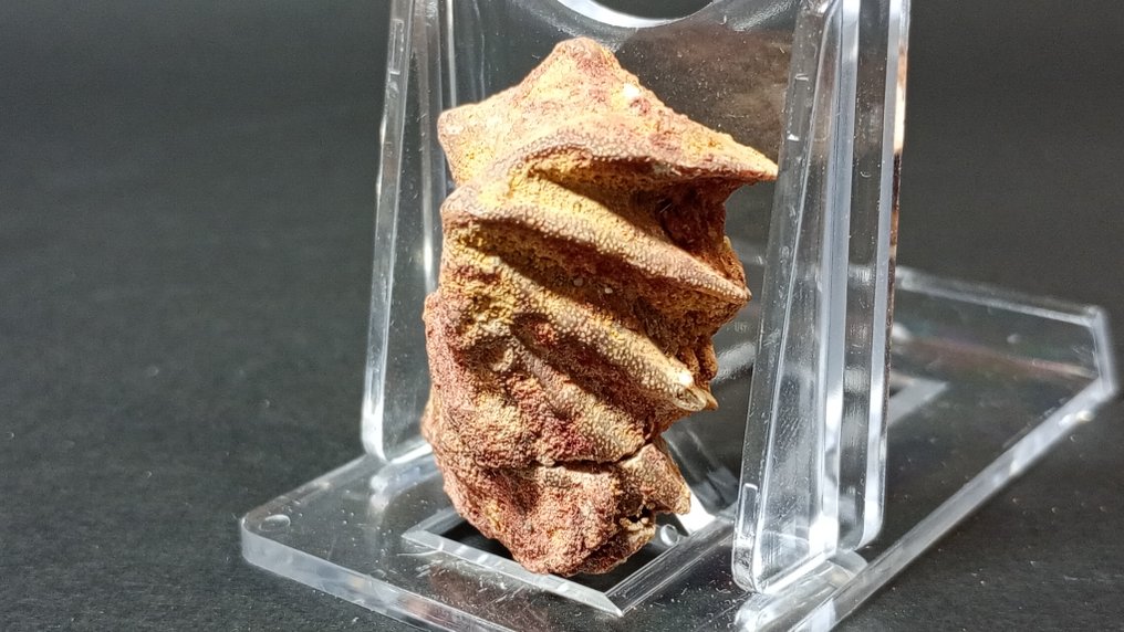 Longvis - Fossiele tanden - Neoceratodus Africanus - 2,5 cm - 3,5 cm (Zonder Minimumprijs) #3.2