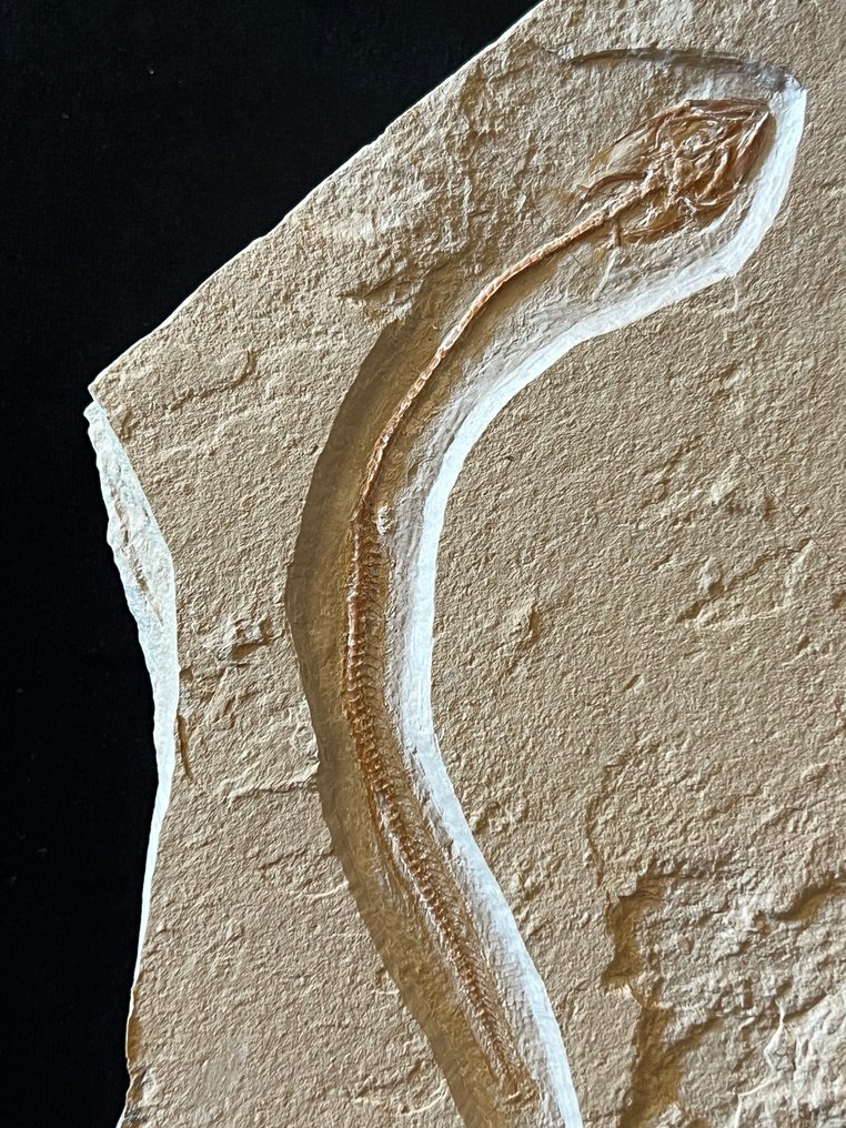 Fish - Απολιθωμένος σκελετός - Anguillavus - 14.5 cm - 19 cm #3.2