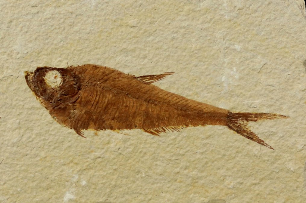 Fremragende fossile fisker - Fossile dyr - Diplomystus dentatus ( 11 cm ) - 13 cm - 9 cm #2.1