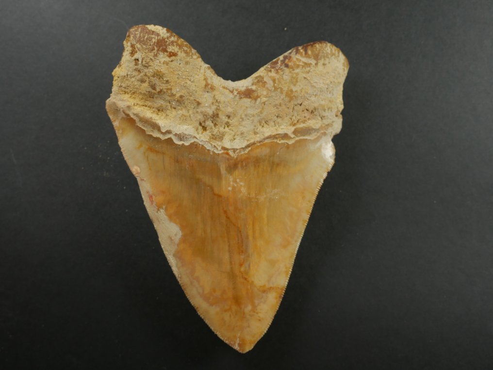 Megalodon - Fossil tand - 12 cm #3.2