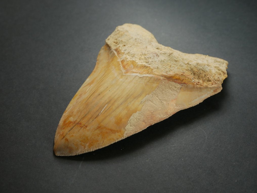 Megalodon - Fossil tand - 12 cm #4.3