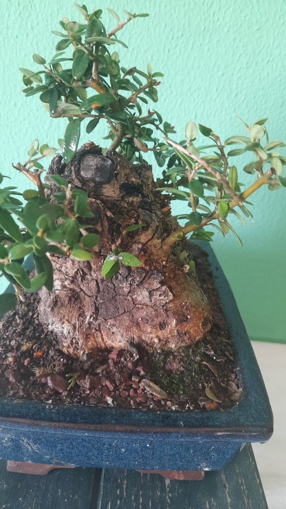 Olive bonsai (Olea europaea) - Height (Tree): 16 cm - Depth (Tree): 25 cm - Greece #4.3