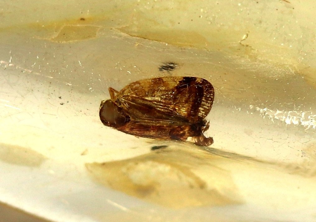 Copal - 琥珀 - Big chunk with a big insect - Shows color on the wings - 7.2 cm - 2.8 cm #1.0