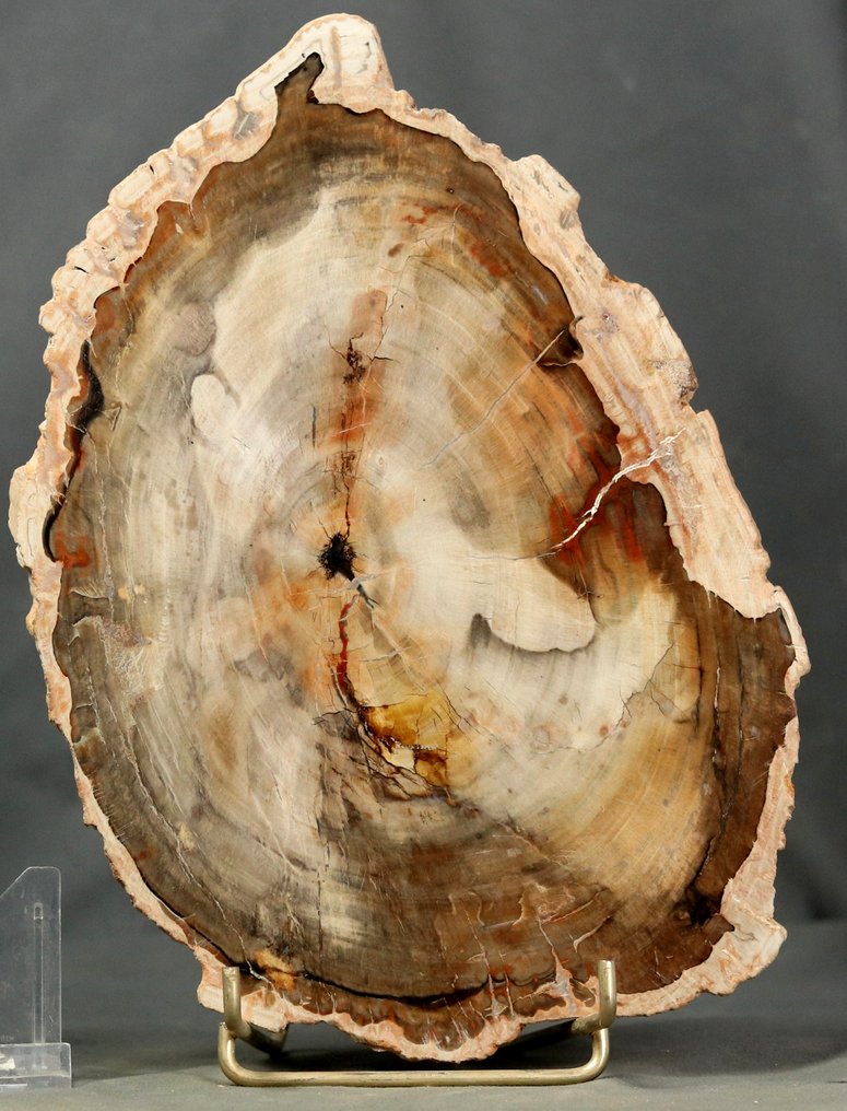 Big and decorative fossilized wood on stand - Polished with uncommon yellowish and violet colors - Fossilised plant - 24 cm - 17 cm #4.3