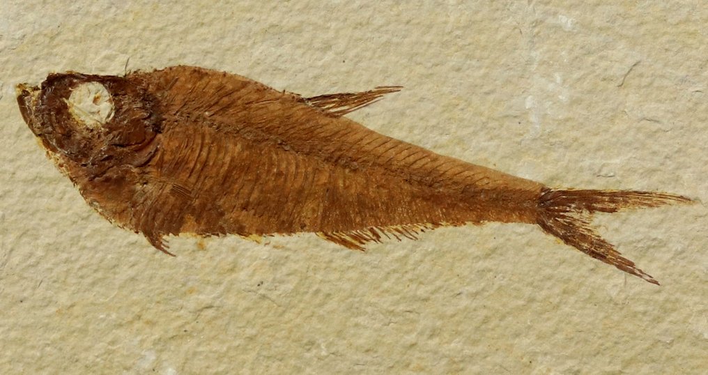 Fremragende fossile fisker - Fossile dyr - Diplomystus dentatus ( 11 cm ) - 13 cm - 9 cm #3.2