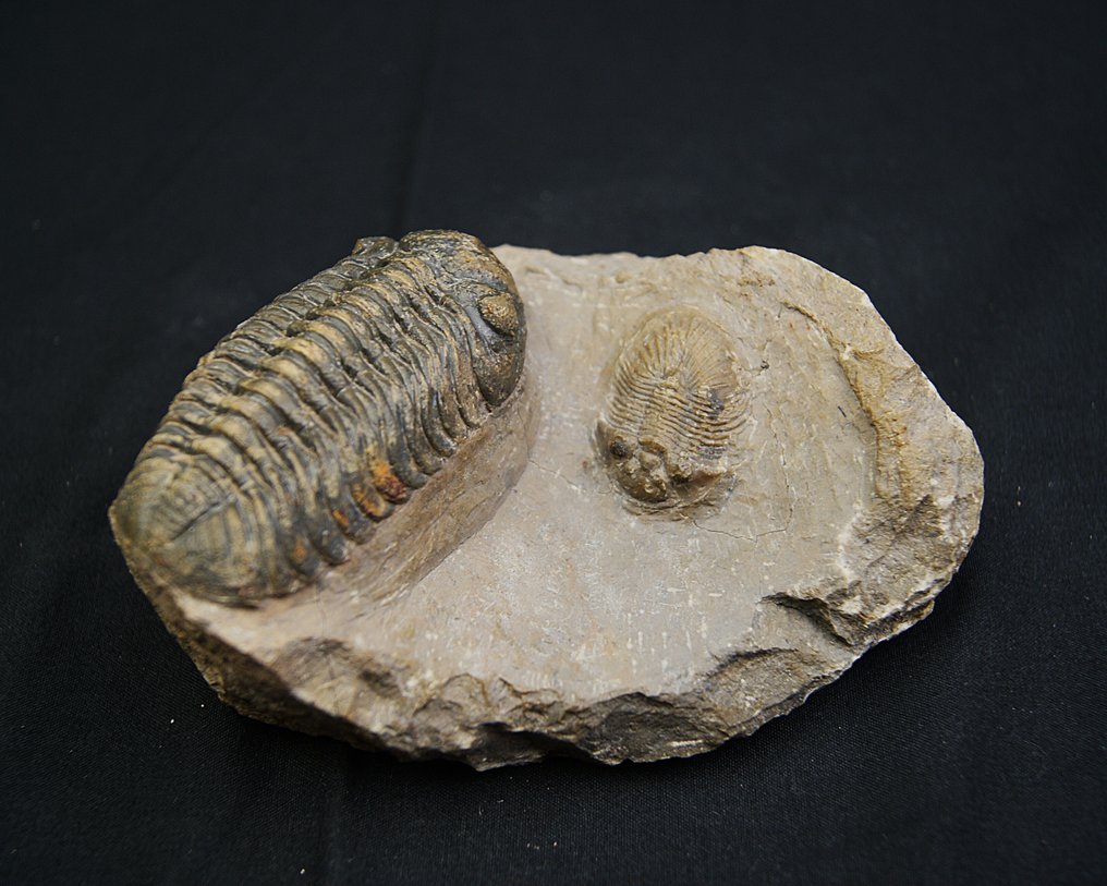Trilobite - Fossilised animal - Platy Scutellum massai & Pedinopariops sp. #1.0