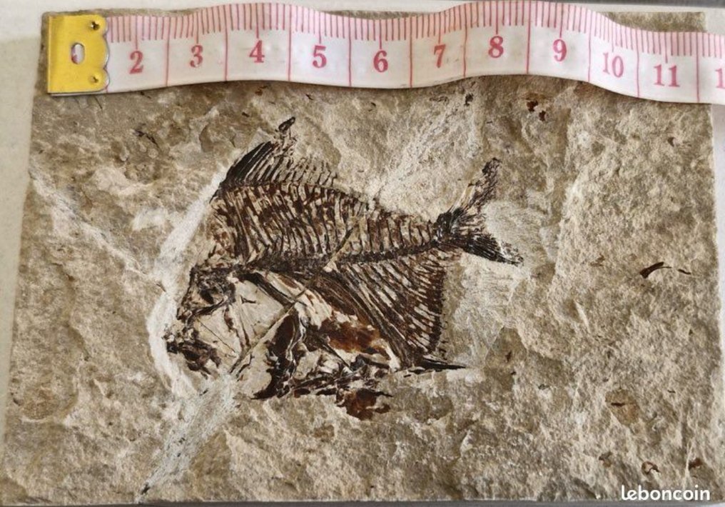 Peixe - Matriz de fóssil - Aipichthys - 10 cm #1.0