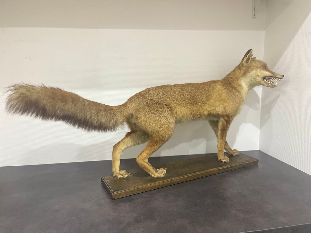 Volpe Rossa Allestimento tassidermico a corpo intero - Vulpes vulpes - 50 cm - 107 cm - 20 cm - 1 #2.1