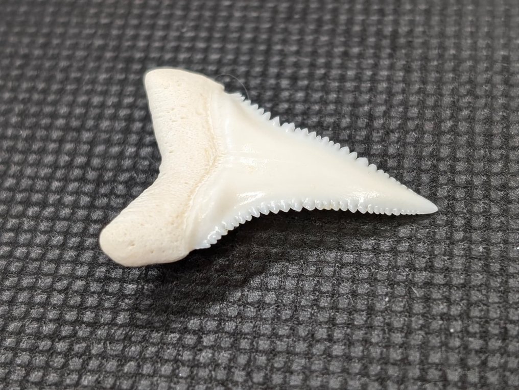 Great White Shark Tooth - carcharodon carcharias - 28 mm - 22 mm - 4 mm #2.1