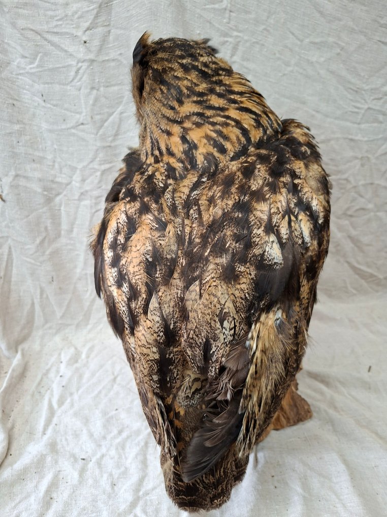 雕鴞 標本全身支架 - EU ONLY - Bubo Bubo - with EU trading certificate - commercial usage - 60 cm - 28 cm - 38 cm - 《瀕臨絕種野生動植物國際貿易公約》附錄二 - 歐盟附件A - 1 #1.0