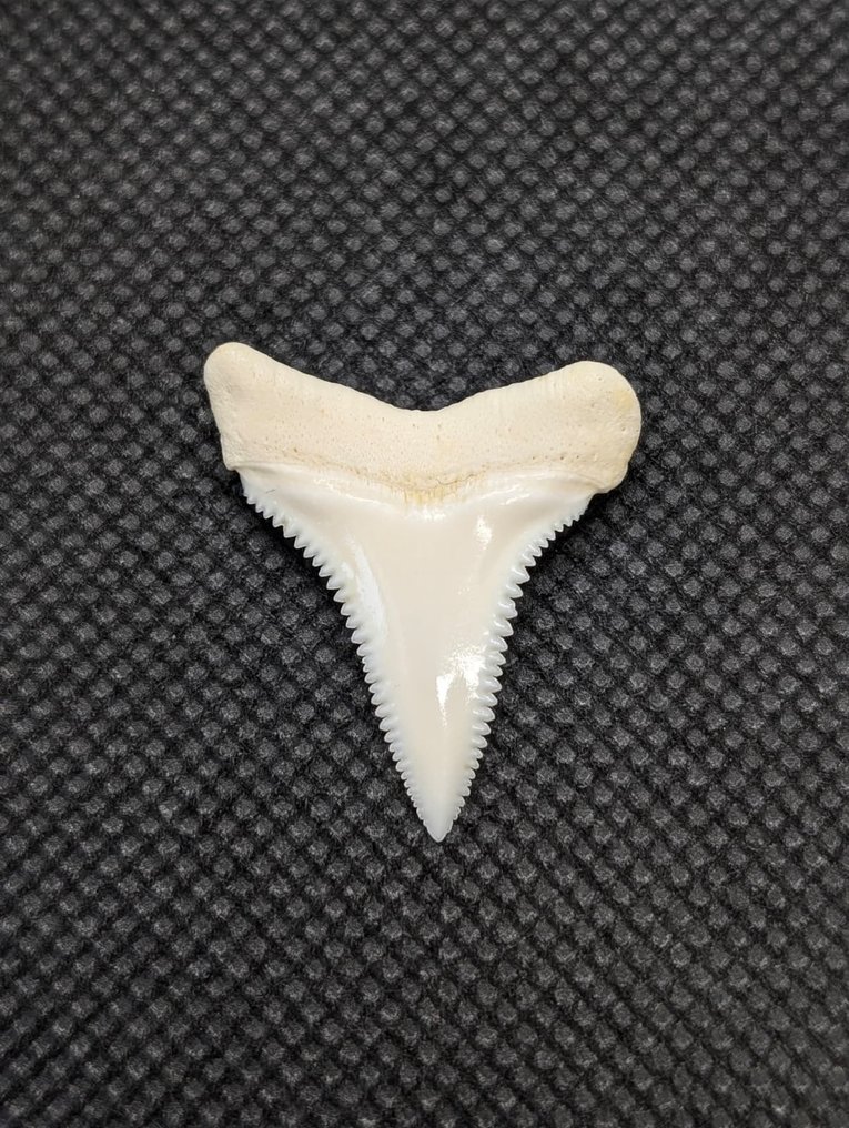 大白鯊 牙齒 - carcharodon carcharias - 29.5 mm - 24 mm - 4 mm #1.0