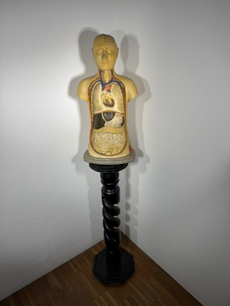 Produzione Scientifica Paravia - Byste, Torso anatomico didattico - 70 cm - Gips #1.0