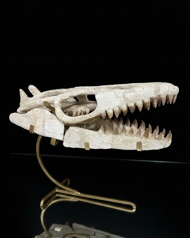 Mosasaur - Fossil skull - Mosasaurus sp. - 30 cm - 40 cm  (No Reserve Price) #3.2