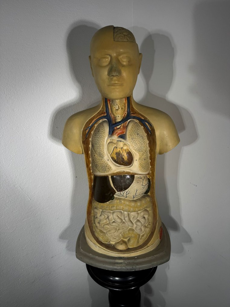 Produzione Scientifica Paravia - Byste, Torso anatomico didattico - 70 cm - Gips #1.0