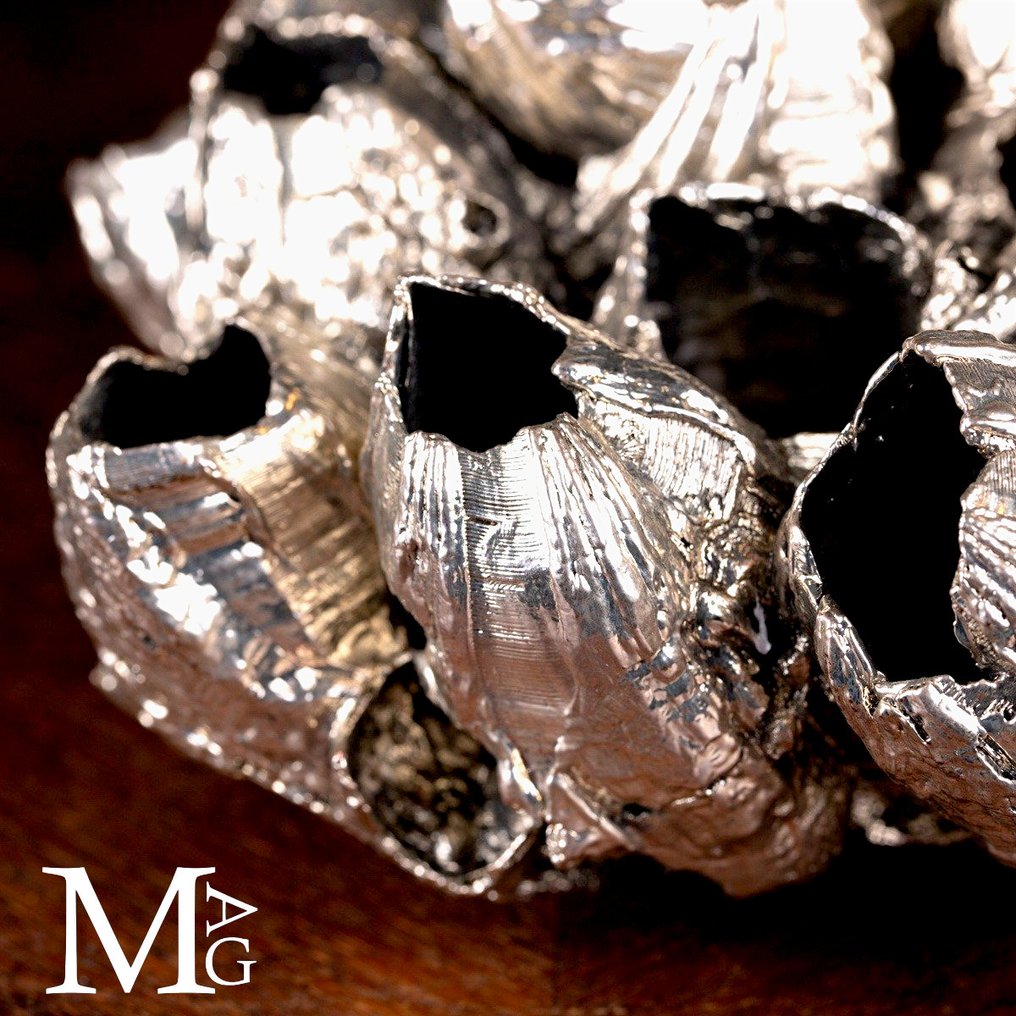 Exclusive - Silver Plate Barnacles - Thoracica - Height: 201 mm - Width: 154 mm- 540 g #1.0