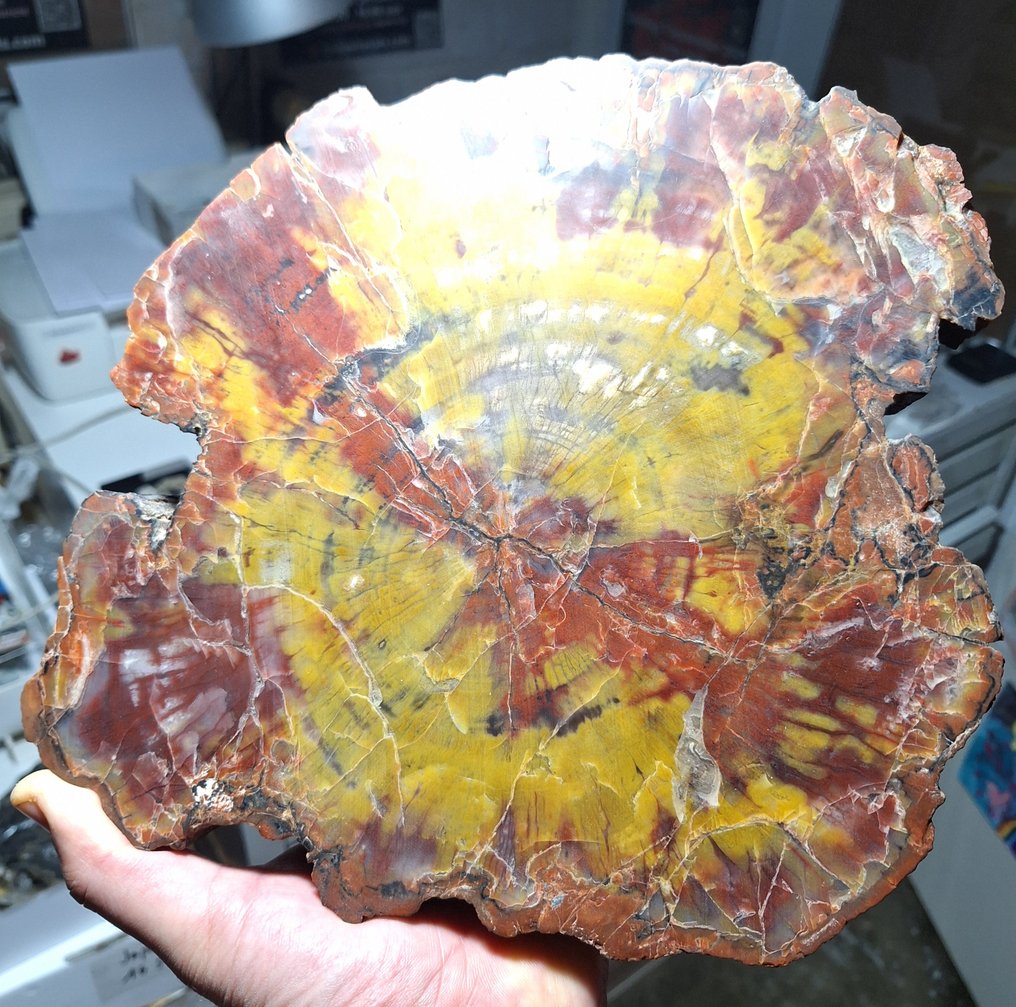 Sjældent stort fossilisert og agatiseret træ. Fluorescerende - Højde: 25 cm - Bredde: 23 cm- 5178 g #1.0