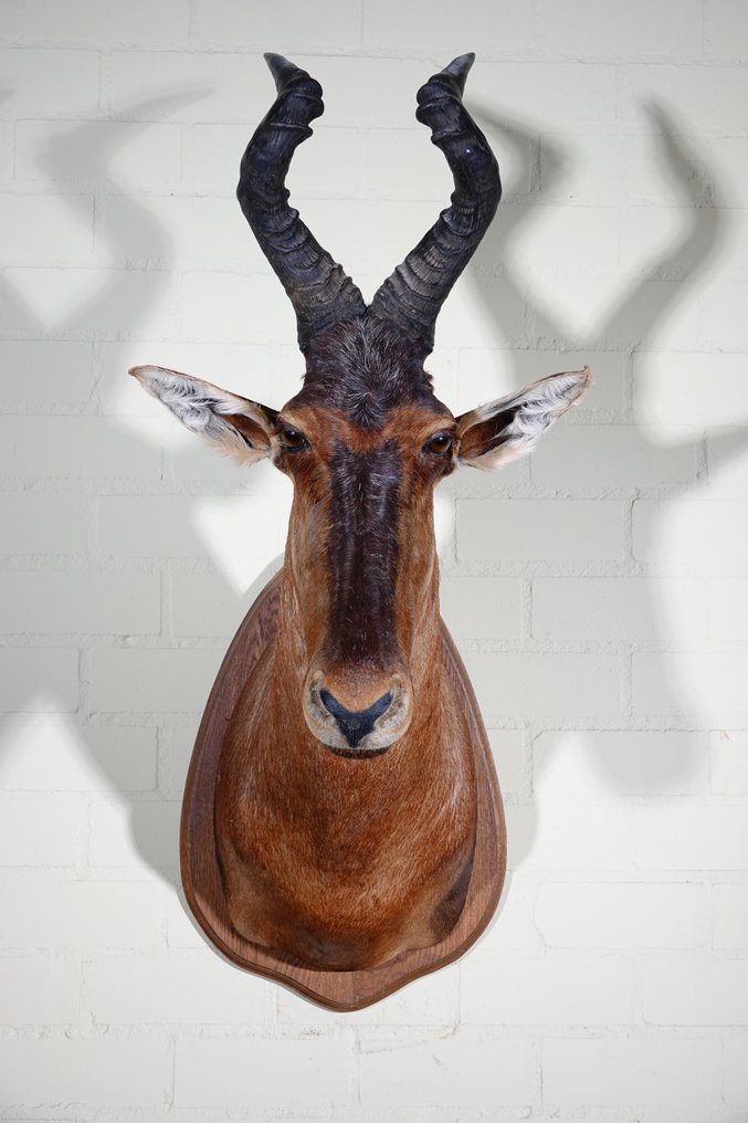 Alcelafo Teschio - Alcelaphus buselaphus - 70 cm - 105 cm - 47 cm- non-CITES species #4.3