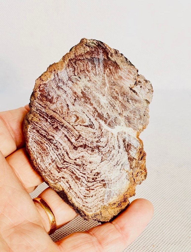 Stromatolithe - Scheletro fossile #2.1