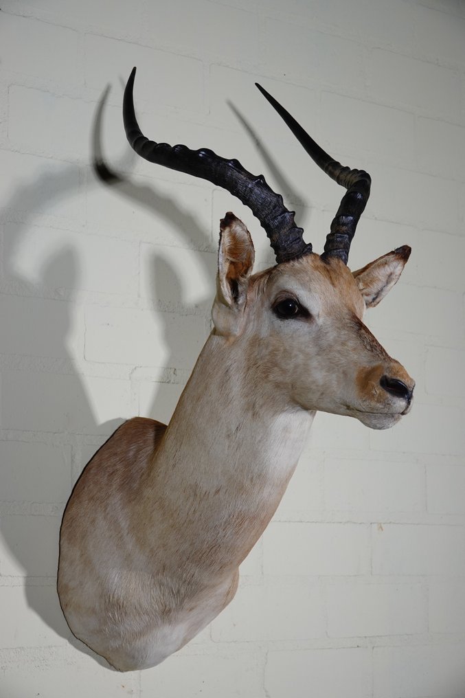 Ίμπαλα Επιτοίχια βάση ταρίχευσης - Aepyceros melampus - 35 cm - 55 cm - 80 cm - Είδη που δεν ανήκουν στο CITES #3.2