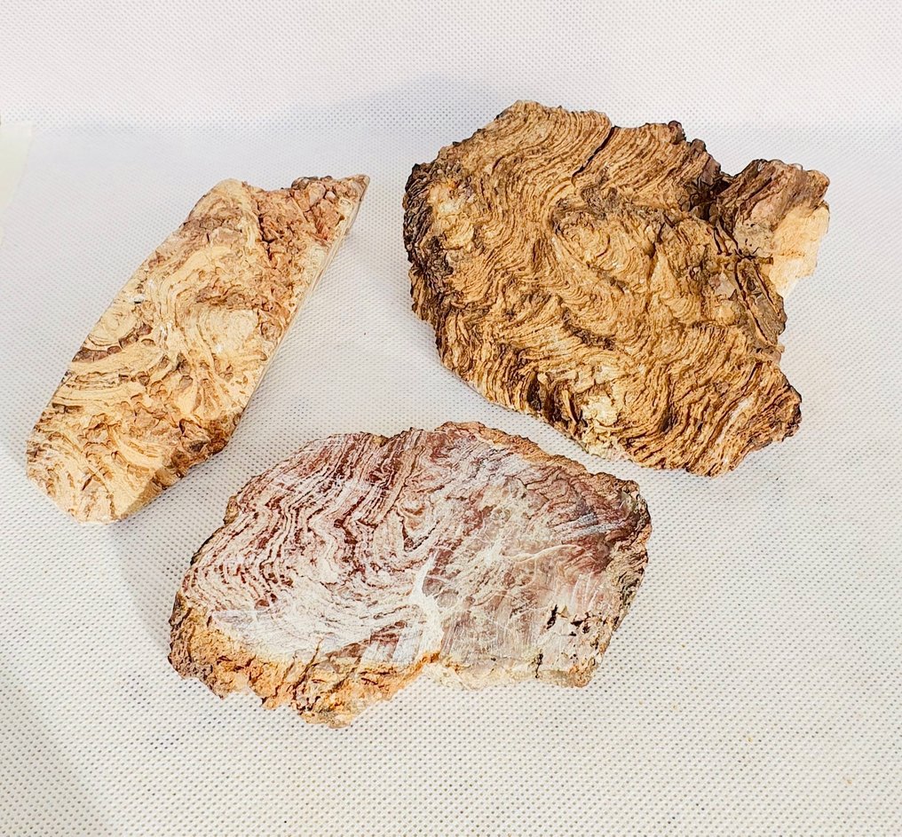 Stromatolithe - Scheletro fossile #1.0