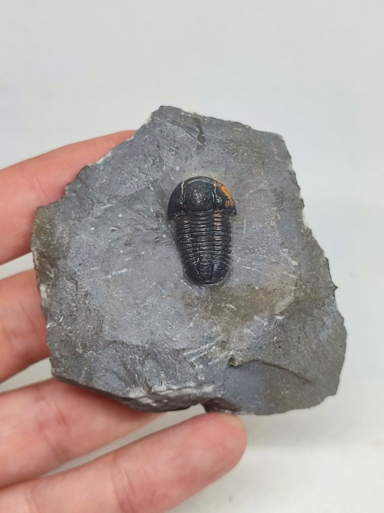 Fossilised animal - Linda Trilobite Gerastos (No Reserve Price) #2.1