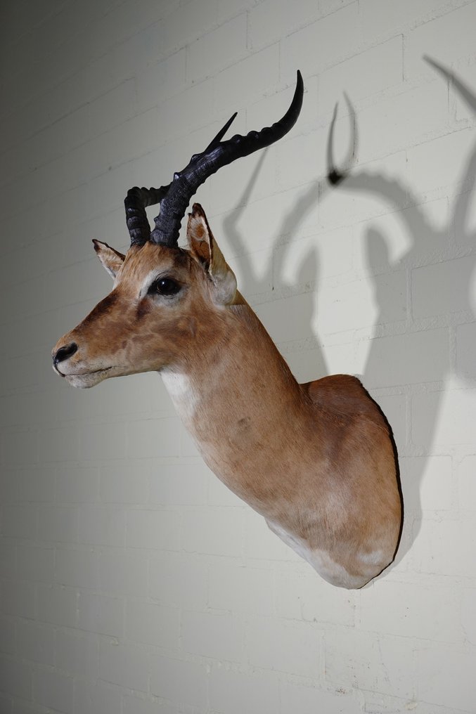 Ίμπαλα Επιτοίχια βάση ταρίχευσης - Aepyceros melampus - 35 cm - 55 cm - 80 cm - Είδη που δεν ανήκουν στο CITES #1.0