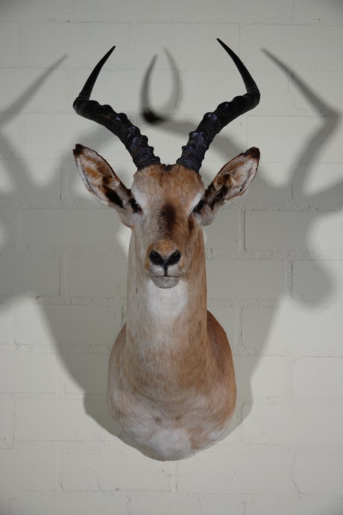 Ίμπαλα Επιτοίχια βάση ταρίχευσης - Aepyceros melampus - 35 cm - 55 cm - 80 cm - Είδη που δεν ανήκουν στο CITES #2.1