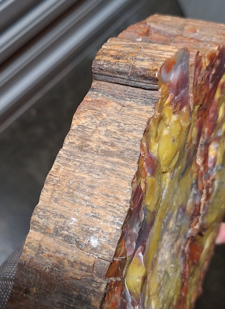 Sjældent stort fossilisert og agatiseret træ. Fluorescerende - Højde: 25 cm - Bredde: 23 cm- 5178 g #3.2