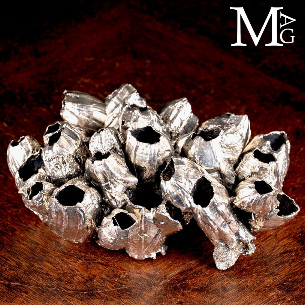 Exclusive - Silver Plate Barnacles - Thoracica - Height: 201 mm - Width: 154 mm- 540 g #2.1