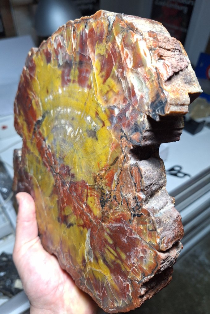 Sjældent stort fossilisert og agatiseret træ. Fluorescerende - Højde: 25 cm - Bredde: 23 cm- 5178 g #2.1