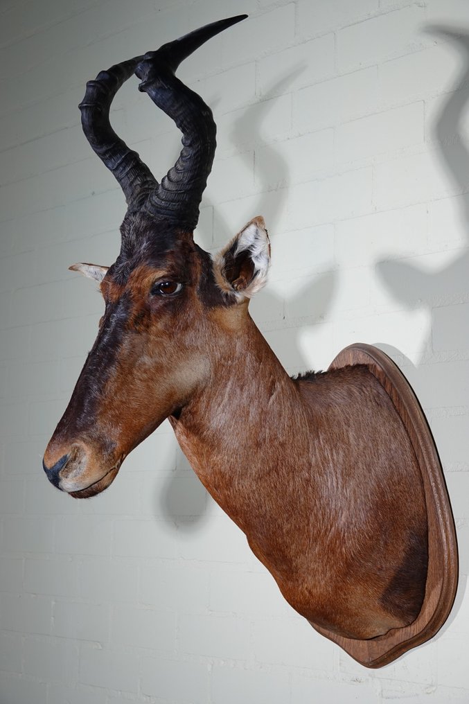 Alcelafo Teschio - Alcelaphus buselaphus - 70 cm - 105 cm - 47 cm- non-CITES species #1.0