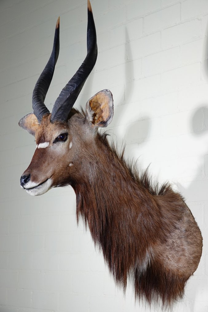 Fine Nyala Επιτοίχια βάση ταρίχευσης - Tragelaphus angasii - 45 cm - 75 cm - 110 cm - non-CITES species #1.0