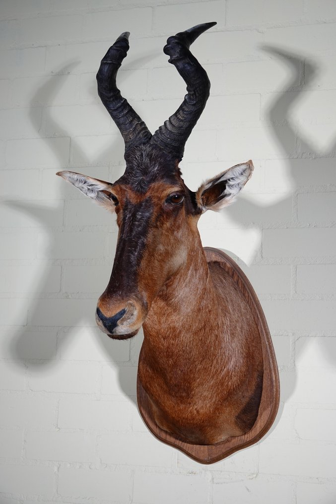 Alcelafo Teschio - Alcelaphus buselaphus - 70 cm - 105 cm - 47 cm- non-CITES species #3.2