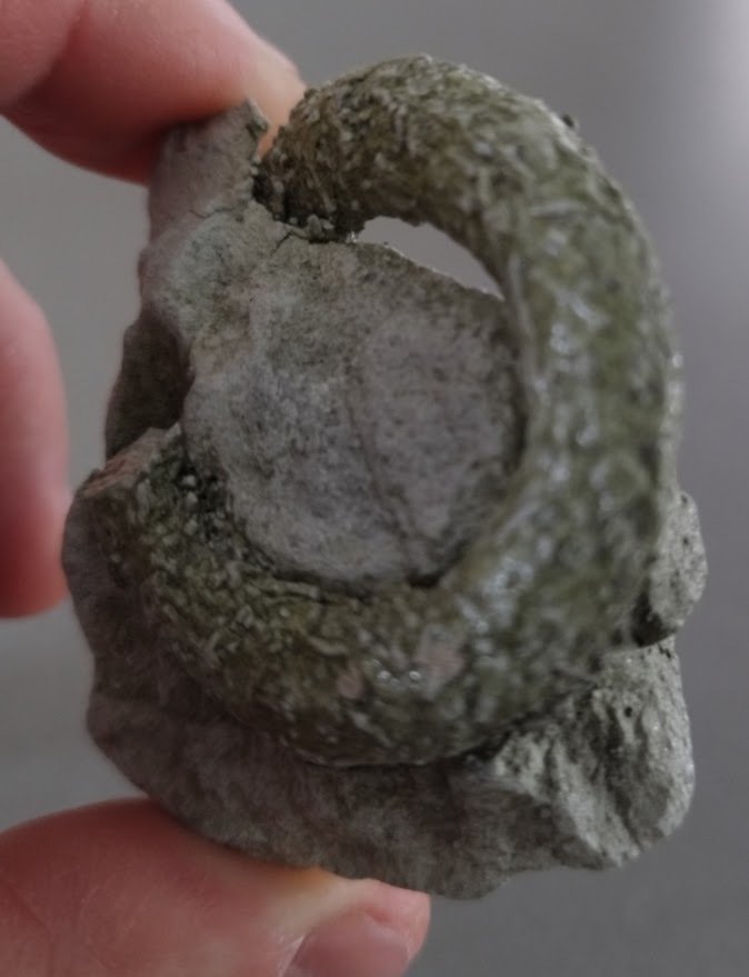 Fossile di sporenfossile di Gyrolieten (Ichnofossilia) - Matrice fossile - Gyrolithes davreuxi (de Saporta, 1884) - 4.5 cm - 5.4 cm  (Senza Prezzo di Riserva) #4.3