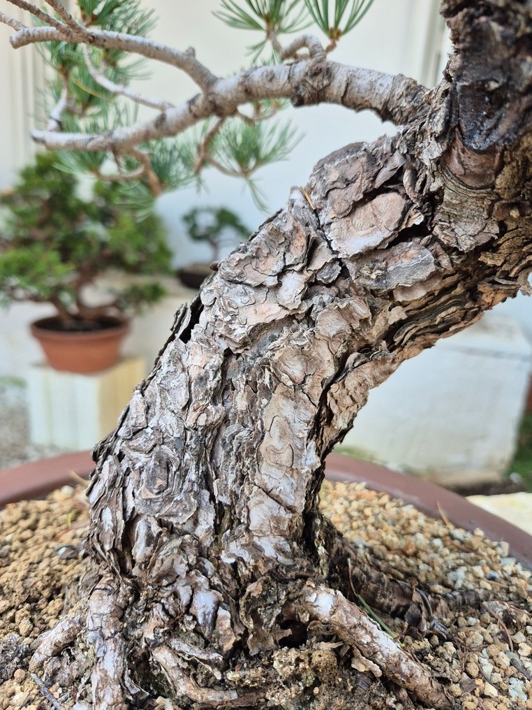 Bonsai of Pinus Pentaphylla - Collection Piece - Height (Tree): 50 cm - Depth (Tree): 58 cm - Japan #4.3