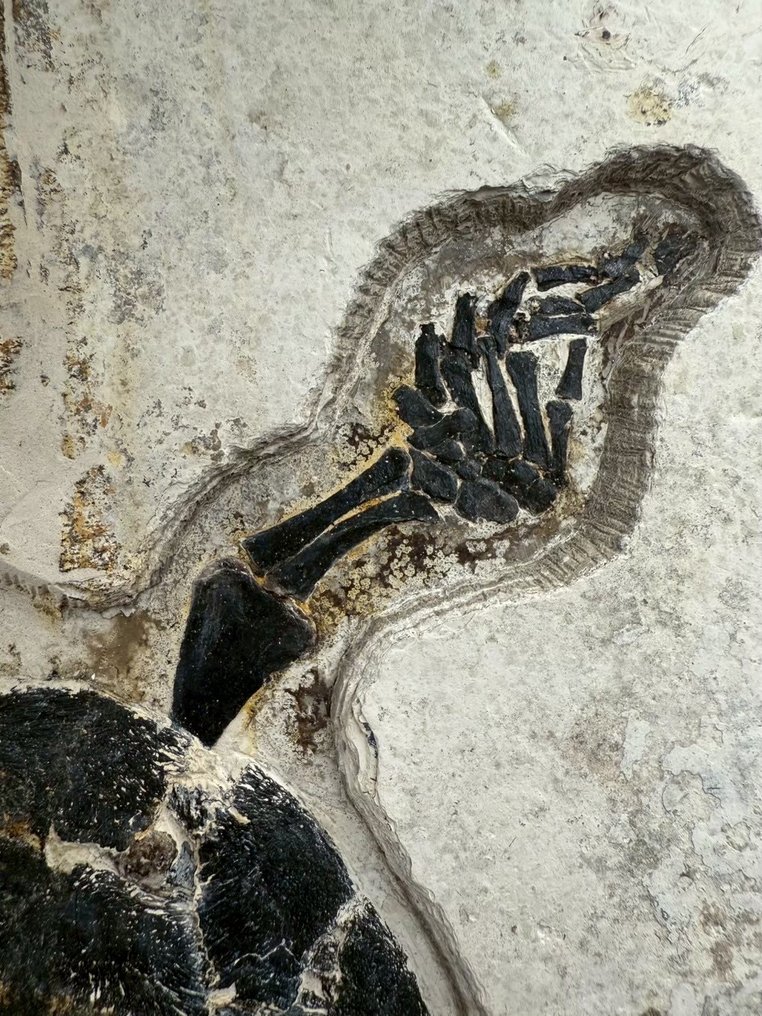 Tartaruga acquatica - Lastra matrice fossile - Manchurochelys( BIG!) - 50 cm - 36 cm #2.1