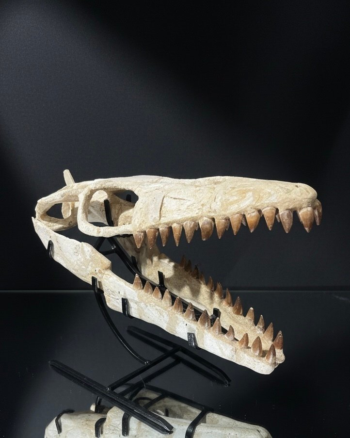 Mosasauro - Cranio fossile - Mosasaurus sp. - 43 cm - 54 cm #2.1