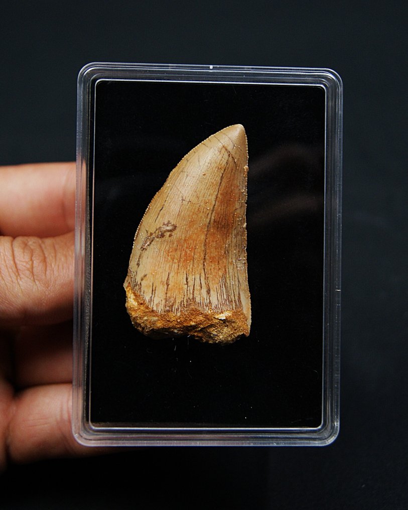 Carcharodontosaurus - Forstenet stødtand - Carcharodontosaurus saharicus #1.0