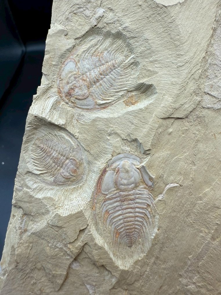 Trilobit - Fossilplattenmatrix - 3 Redlichiida mai - 14 cm - 8.5 cm #1.0