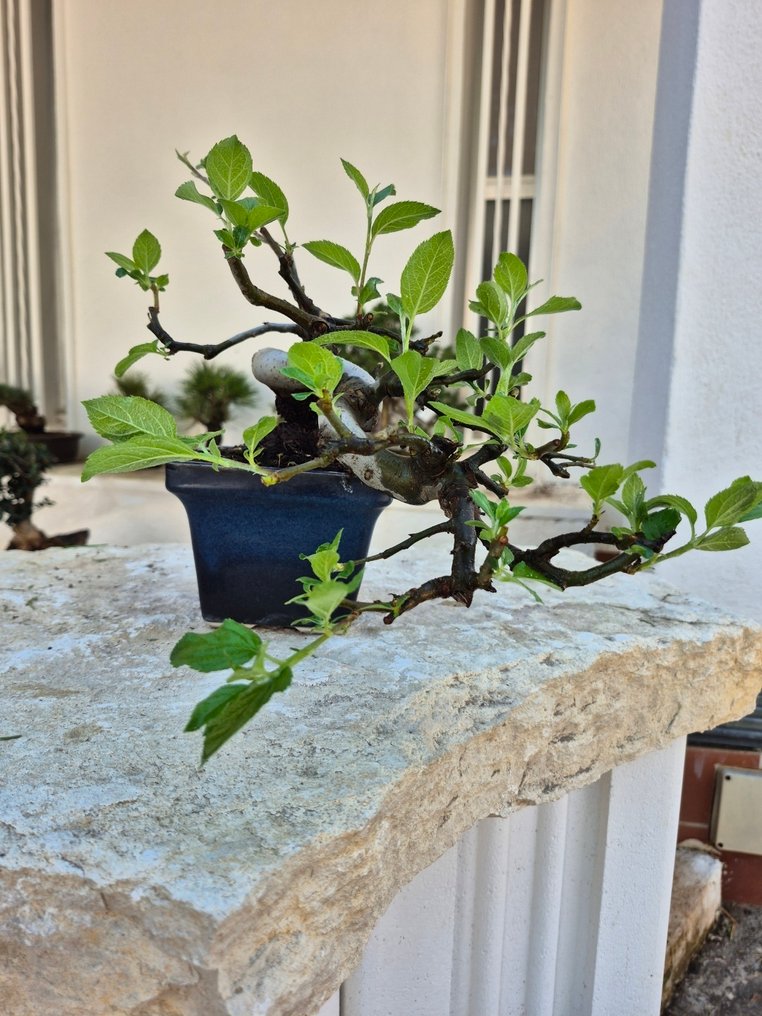 Bonsai of Apple - Collection Piece - Height (Tree): 20 cm - Depth (Tree): 29 cm - Japan #4.3